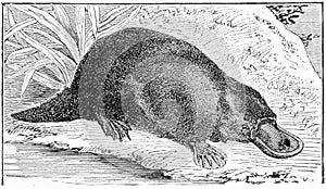 Engraving of an Australian duck-billed platypus