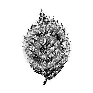 Engraving Birch Leaf Hand Drawn Vector Illustration