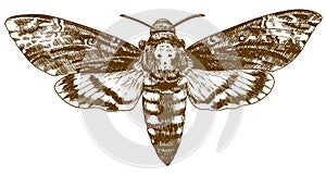 Engraving drawing illustration of African death-head hawkmoth