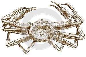 Engraving drawing illustration of chionoecetes opilio crab