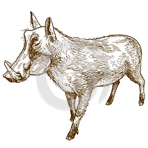 Engraving drawing illustration of common warthog