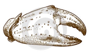 Engraving drawing illustration of crab claw