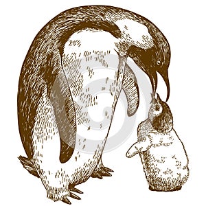 Engraving drawing illustration of emperor penguin and nestling