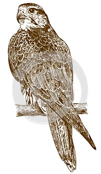 Engraving drawing illustration of falcon photo