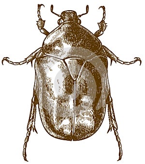 Engraving drawing illustration of flower chafers