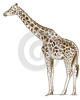 Engraving drawing illustration of giraffe