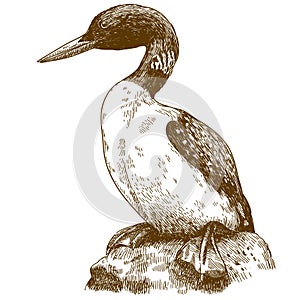 Engraving drawing illustration of great northern loon