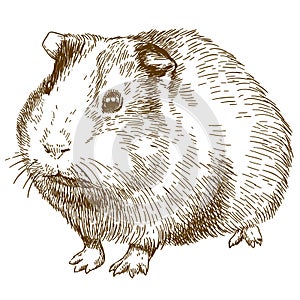 Engraving drawing illustration of guinea pig