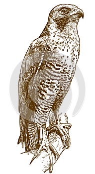 Engraving drawing illustration of hawk