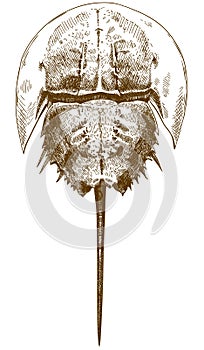 Engraving drawing illustration of horseshoe crab top view