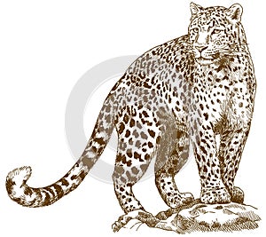 Engraving drawing illustration of leopard