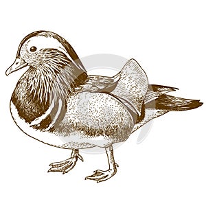 Engraving drawing illustration of mandarin duck
