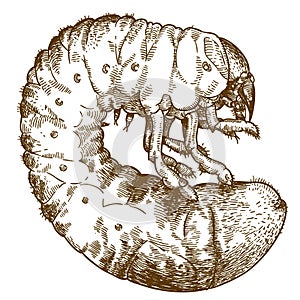 Engraving drawing illustration of may beetle larve