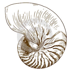 Engraving drawing illustration of nautilus pompilius