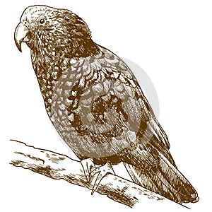 Engraving drawing illustration of New Zealand kaka photo