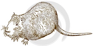 Engraving drawing illustration of nutria or coypu