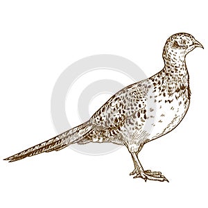 Engraving drawing illustration of pheasant female
