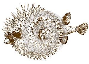 Engraving drawing illustration of porcupinefish blowfish