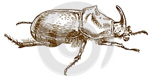 Engraving drawing illustration of rhinoceros beetle