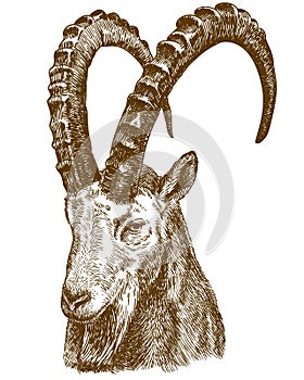 Engraving drawing illustration of siberian ibex