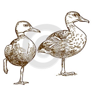 Engraving drawing illustration of two ducks