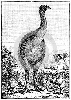 Engraving of an extinct New Zealand moa