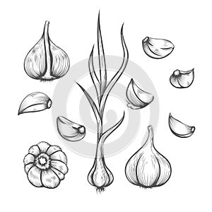 Engraving hand drawn garlic set