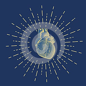 Engraving human heart illustration on dark blue BG