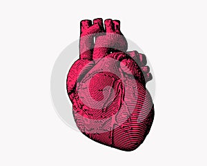 Engraving human heart illustration