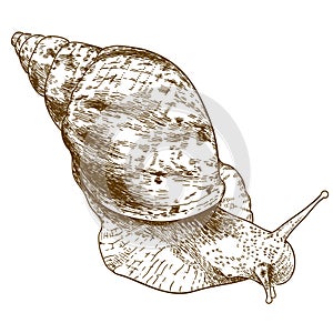 Engraving illustration of achatina