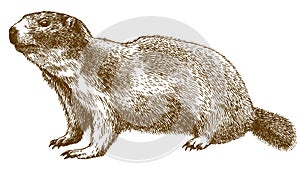 Engraving illustration of alpine marmot