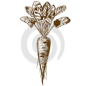 Engraving illustration of beetroot