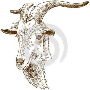 Engraving illustration of big goat head