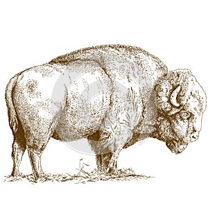 Engraving illustration of bison photo