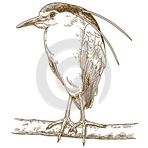 Engraving illustration of black-crowned night heron