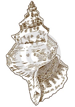 Engraving illustration of bursa conch
