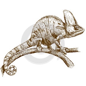 Engraving illustration of chameleon