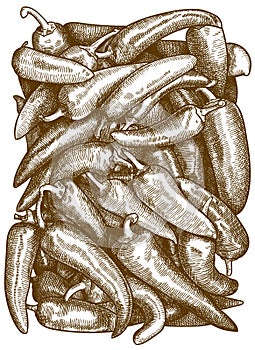 Engraving illustration of chil pepper photo