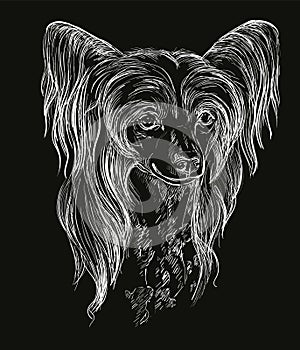 Engraving illustration of a Chinese Crested dog on a black background