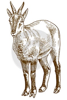Engraving  illustration of chinese goral photo