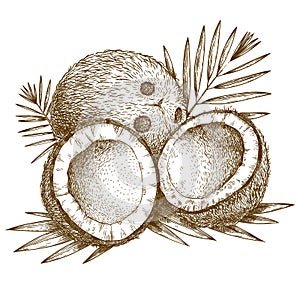 Engraving illustration of coconut and palm leaf photo