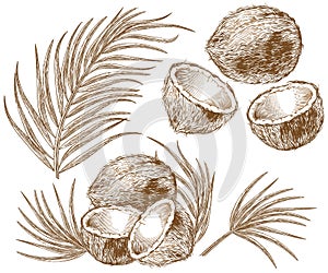 Engraving illustration of coconut and palm leaves