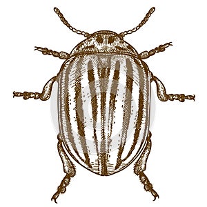 Engraving  illustration of Colorado beetle