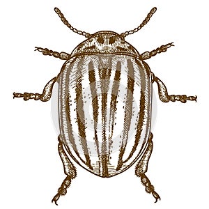 Engraving  illustration of Colorado beetle photo