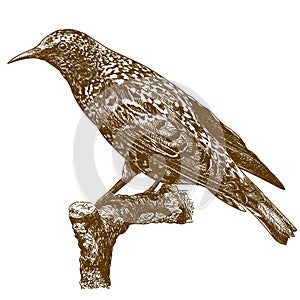 Engraving illustration of common starling