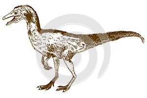 Engraving illustration of compsognathus longipes