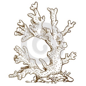 Engraving illustration of coral