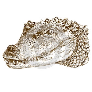 Engraving illustration of crocodile head