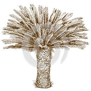 Engraving illustration of cycas palm