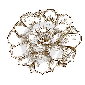 Engraving illustration of echeveria lilacina
